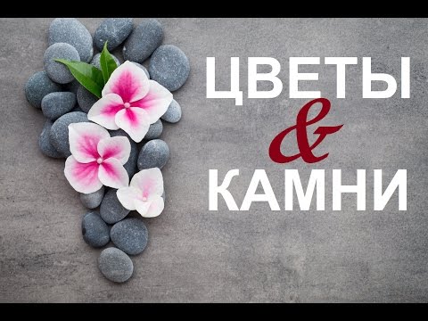 Цветы и камни.Как вырастить фикус Бенджамина.