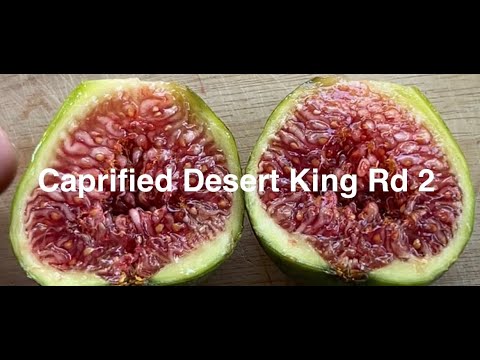 More Success With Desert King Caprification