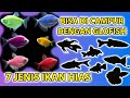 Ikan Hias Yang Mirip Ikan Glofish