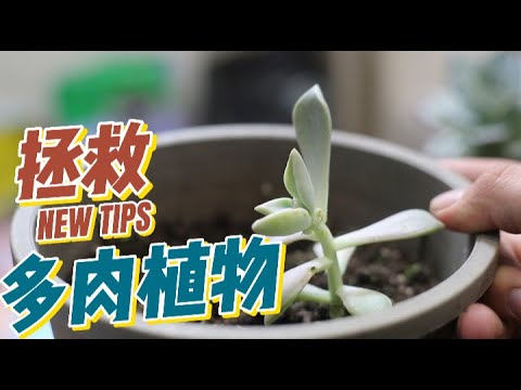 多肉植物 外流