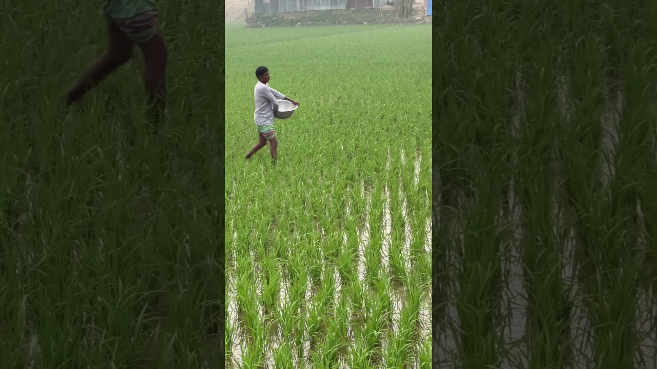 How to Properly Apply Fertilizer to Paddy Fields