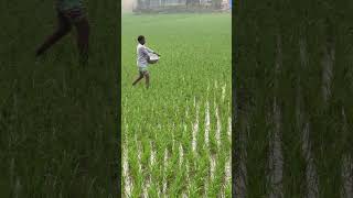 How to Properly Apply Fertilizer to Paddy Fields