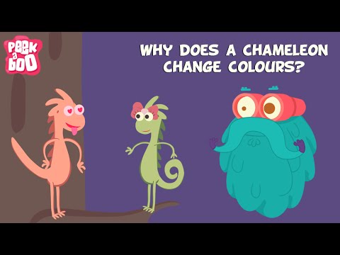 Why does a Chameleon change colors? | The Dr. Binocs Show | Educational Videos For Kids