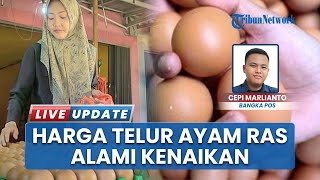Harga Telur Ayam Ras di Bangka Selatan Meroket, IRT hingga Pelaku Usaha Kelimpungan