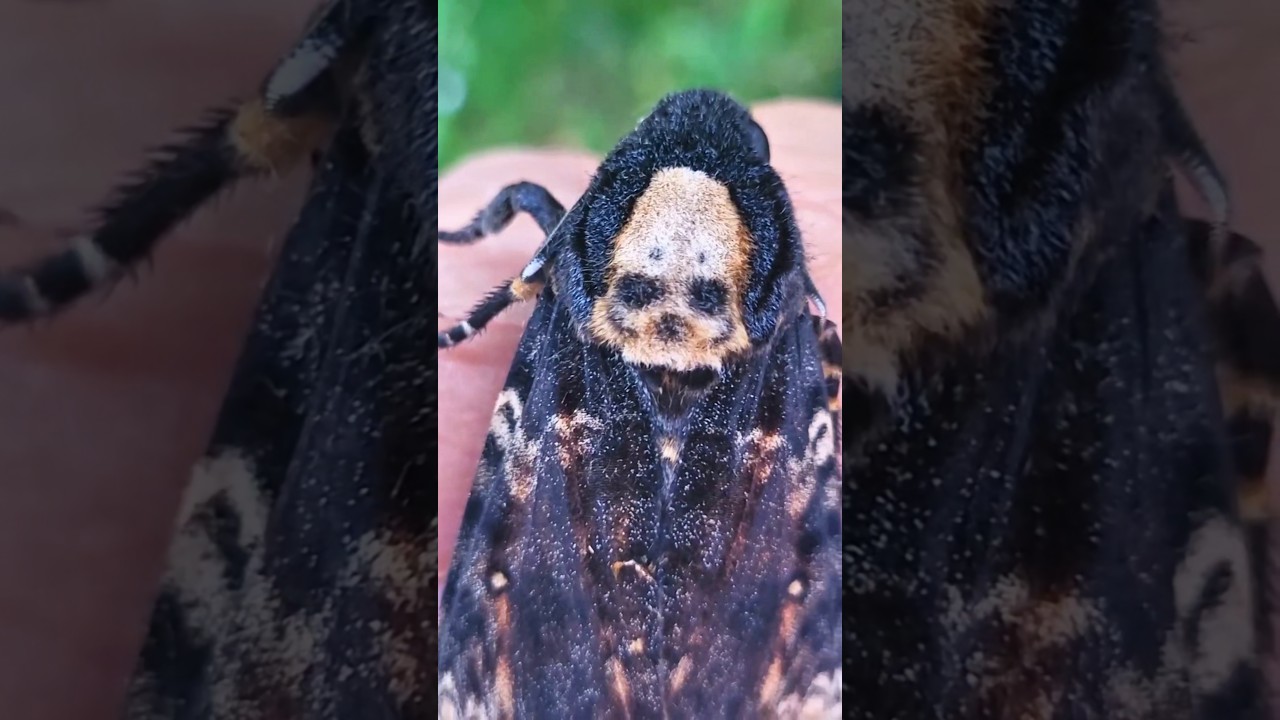 It's called Death's-head hawk moth for a reason 💀