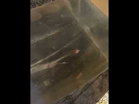 First Look: Federal Premium ELD-X ammunition