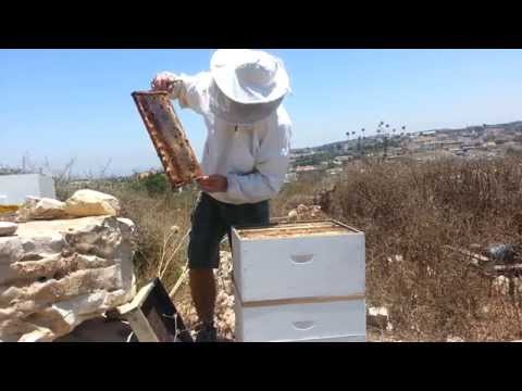 пчеловодство . результат установки квебек