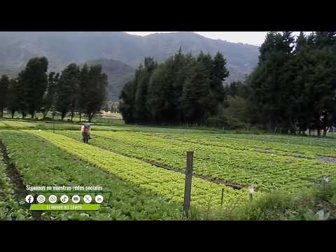 PLANTULACIÓN DE HORTALIZAS MAS SEMILLAS AGRIPLAN DE COLOMBIA   COTA – CUNDINAMARCA