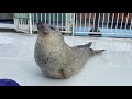Seals flapping their bellies - 10 minutes loop