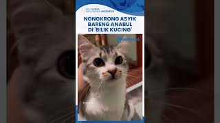 Nongkrong Asyik Bareng Anabul di Bilik Kucing Cat Caf Depok, Ini Biaya Masuk hingga Jam Bukanya