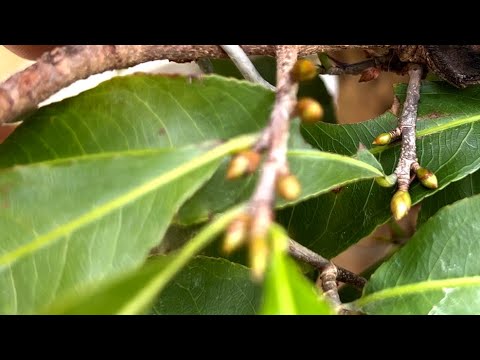 Yellow apricot buds do not grow, what is the reason why the buds do not develop?