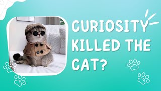 The Insatiable Curiosity of Felines | Unveiling the Secrets That Led to Their Mysterious Demise