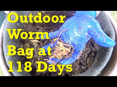 Fun 11th feeding of outdoor worm bag 'v 5' on day 118 - vermicompost