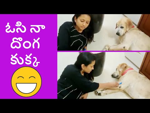ఓసి నా దొంగ కుక్క  || anchor suma funny videos || suma fun with dog | sharenowtv