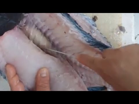 como tratar o peixe azul Budião e fazer os filés! tutorial + entretenimento= vídeo top para vocês!