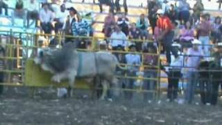 preview picture of video 'Jaripeo del dia 23 de Enero del 2010 San Pablo Pejo,Gto.'