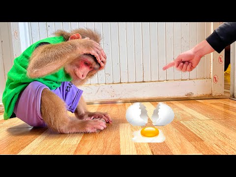 Hilarious! Monkey Max’s funny fails that drove Dad crazy! 🤣
