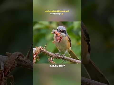 यह छोटा पक्षी अपने शिकार को काटो, पर क्यों टांगता है? #shorts