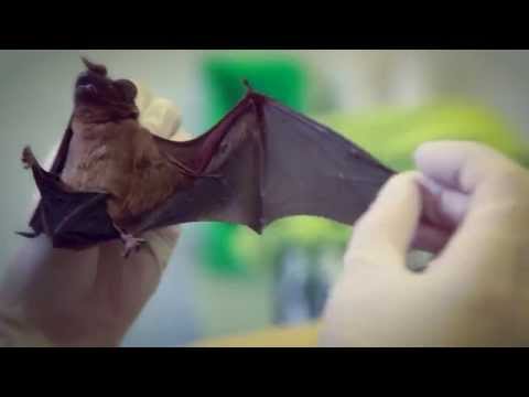 Denevérmentés a Fővárosi Állat -és Növénykertben