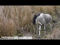 Chased By A Herd Of Wildebeest At Disney S Animal Kingdom