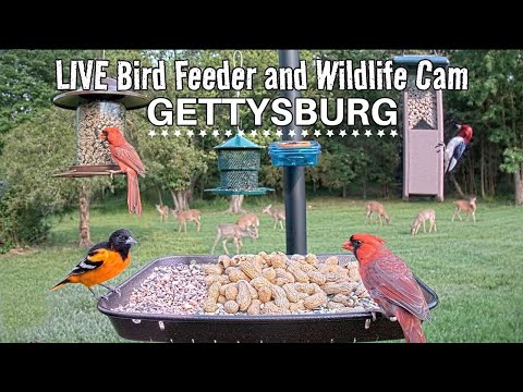 LIVE Bird Feeder and Wildlife Cam (4K) Gettysburg PA, over 30 species identified.