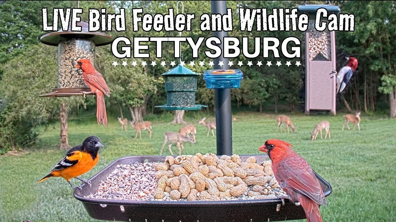 Live webcam view of Gettysburg Wildlife Feeder Cam