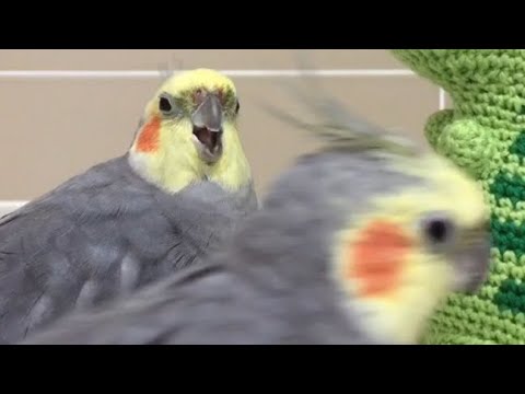 A Photobomb Dom Compilation