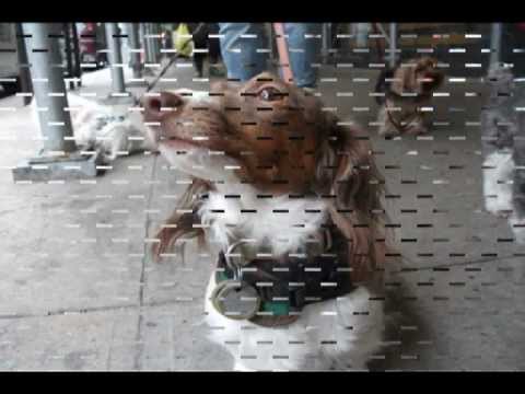 Milo By Vitor Gomes & Everton Georg Dogwalker Service