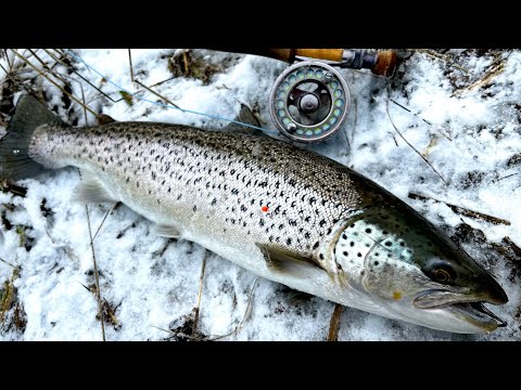 Winter Seatrout från Stockholms skärgård