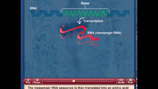 Simple Gene Expression