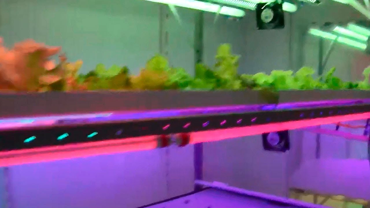 Produção de hortaliças em fazendas verticais