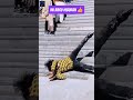 Kompilasi Video Prindavan Salto Dengan Kelucuan Dan Keunikannya Yang Penuh Kreativitas