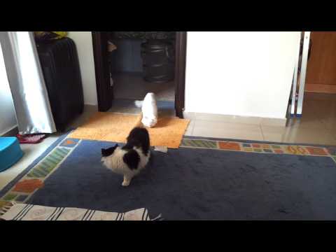 Cats Tussy and Milky. 01.09.2013