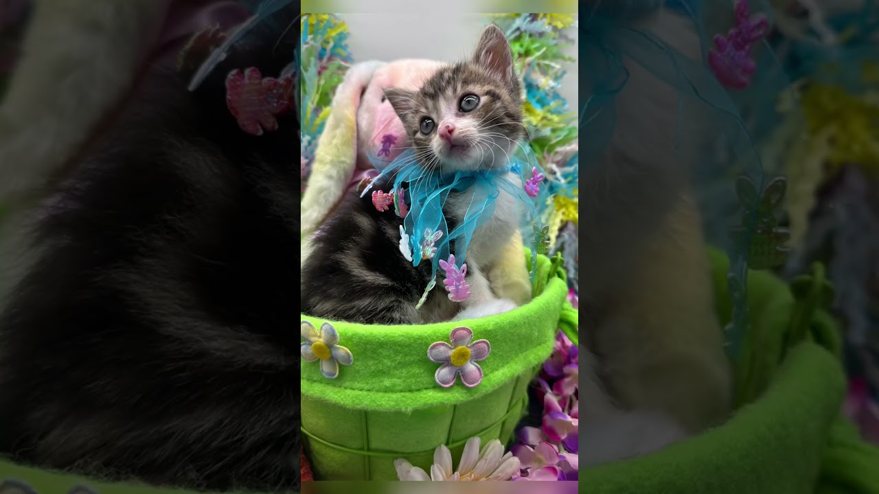Enlarge Mochi, a ADOPTABLE Domestic Medium Hair in HUNTINGTON BEACH, CA video 3/6