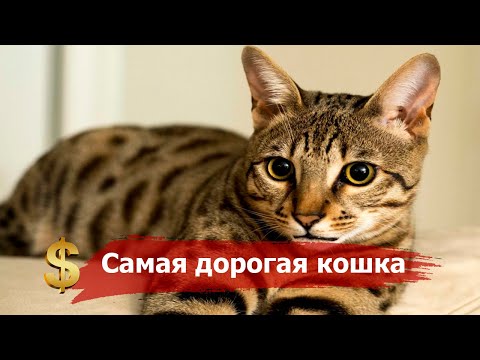 5 MOST EXPENSIVE CATS IN THE WORLD
