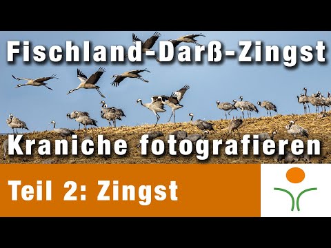 Kraniche fotografieren l Fischland-Darß-Zingst - Teil 2