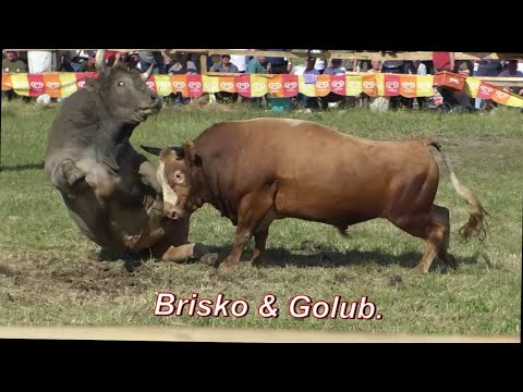 Brisko & Golub, sa koride Banovići selo -  Banovići:  01. 06. 2025.