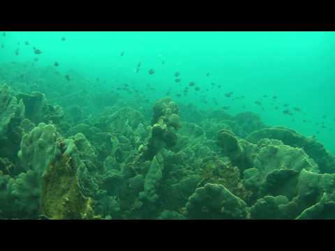 Hong Kong diving coral reef