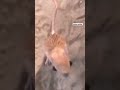 Aaaaaa Tiktok Funny Fyp Laugh Meme Day