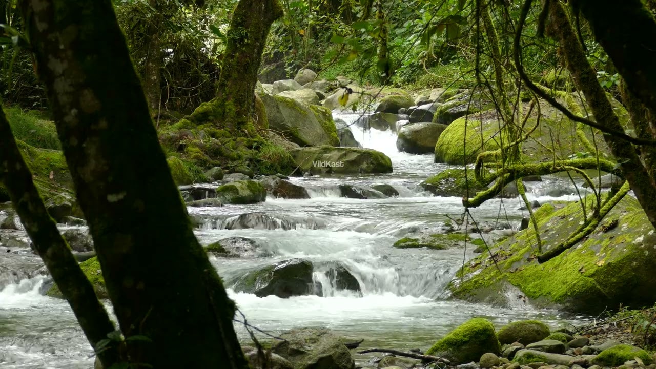Tropical mountain stream ecology and glass frog habitats