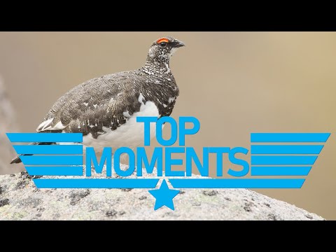 Top Moments: [Episode 14] "Classic Grouse Hunting"