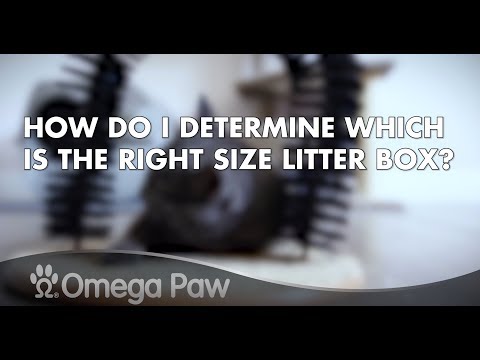 Omega Paw FAQ: How Do I Determine Which Is The Right Size Litter Box?