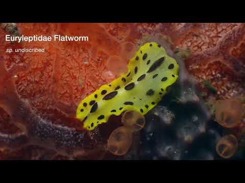 25 Flat Worms - scuba diving video