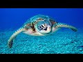 Too Cute For Words The Adorable World Of Turtles Cute Creature On Earth