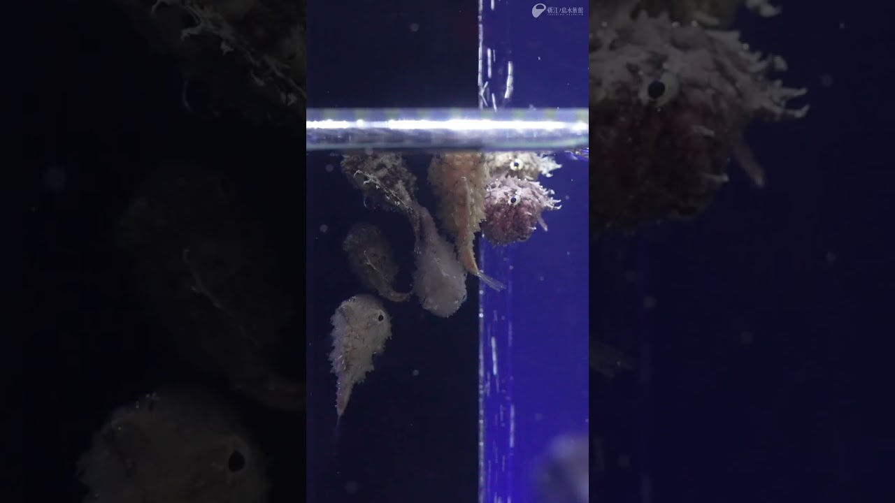 えのすい生まれのナメダンゴ