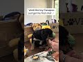 Cavapoo dogs for sale: Cavapoo 2 - Video 2
