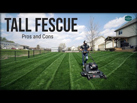 Tall Fescue Pros And Cons