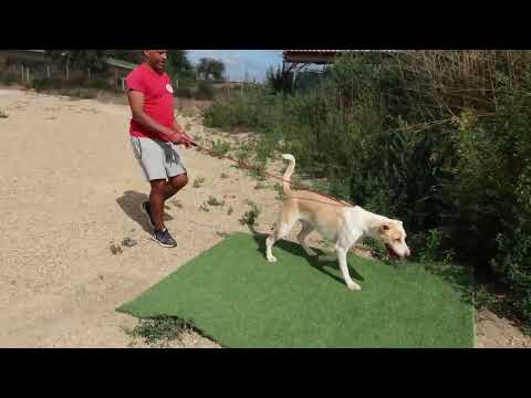 Vídeo de SUSHI