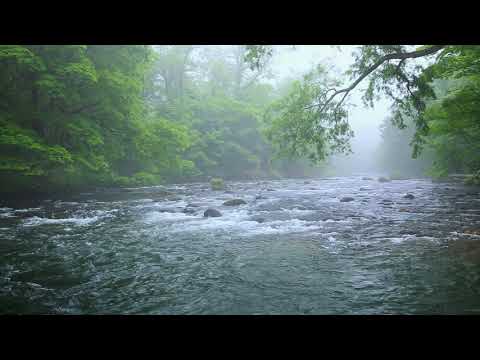 Green Forest River Flowing in Rainy Weather. Nature Sounds, Forest River, White Noise for Sleeping.