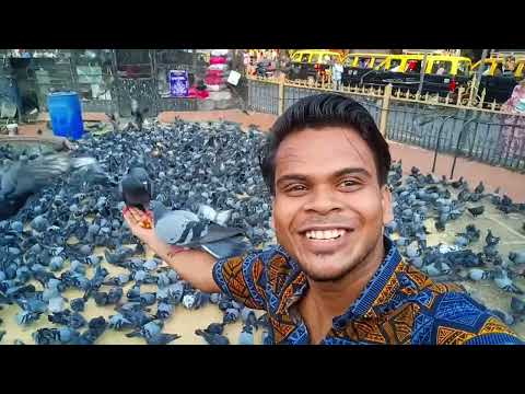 कबूतर का घर  🏙️ || कबूतर खाना ||kabutar ka ghar  Dadar market in Mumbai